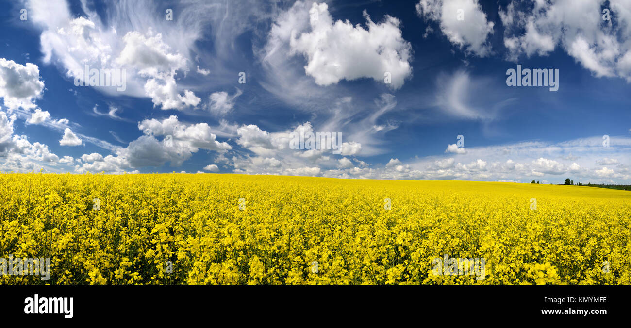 Vast rapeseed field in hi-res stock photography and images - Alamy