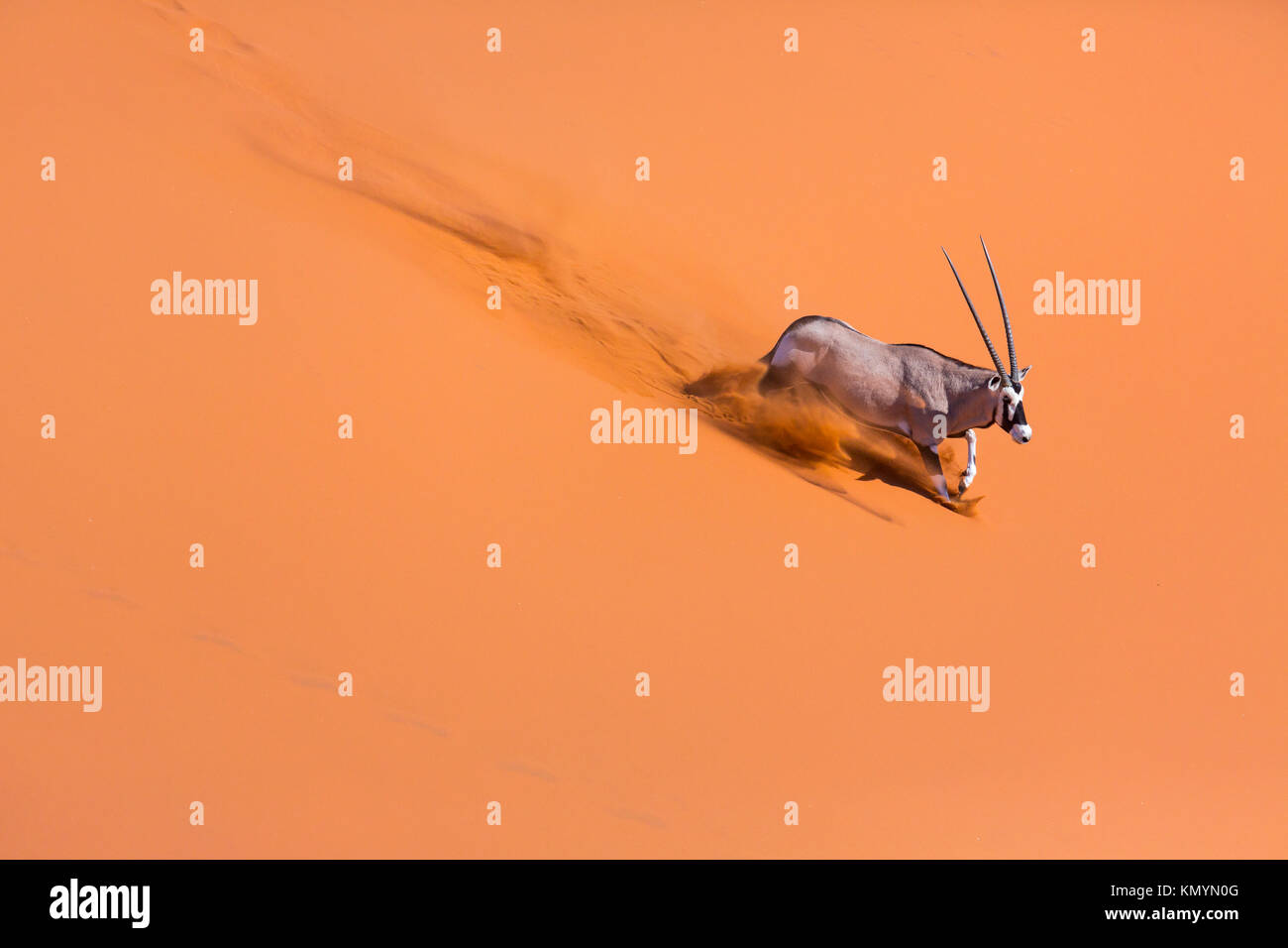 Gemsbok or gemsbuck (Oryx gazella), Namib Desert, Namibia, Africa Stock