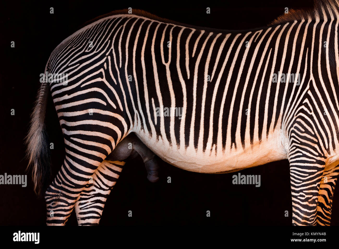 Grévy's zebra (Equus grevyi) Stock Photo