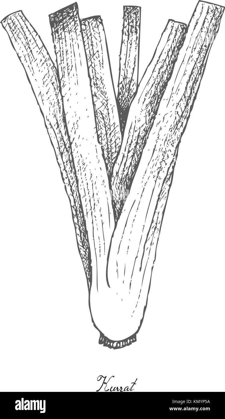 Vegetable and Herb, Vector Illustration of Fresh Kurrat, Broadleaf Wild Leek or Allium Ampeloprasum Used for Seasoning in Cooking. Isolated on White B Stock Vector