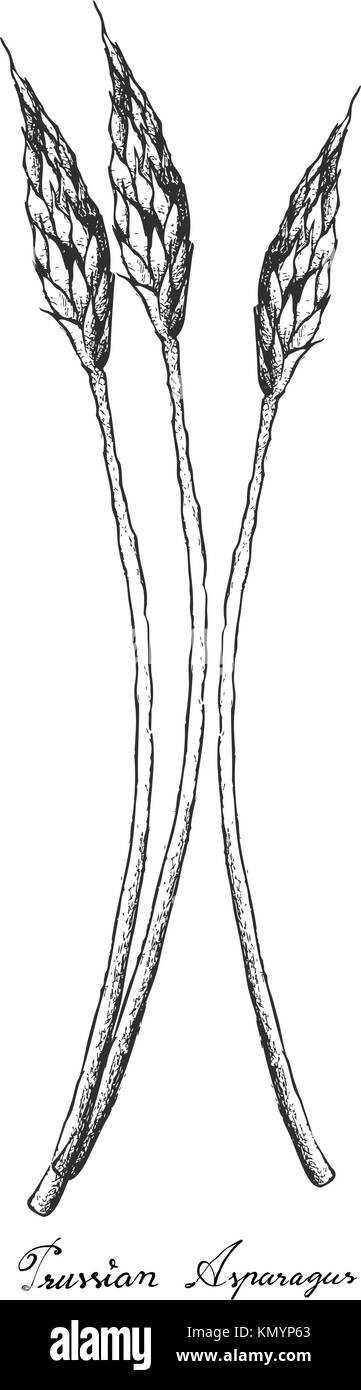 Stem Vegetable, Illustration of Hand Drawn Sketch Delicious Prussian Asparagus, Bath Asparagus, Pyrenees Star of Bethlehem or Ornithogalum Pyrenaicum  Stock Vector