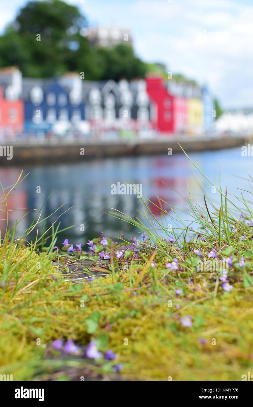 Wild Flowers In Foreground With Colourful Harbourside Cottages At