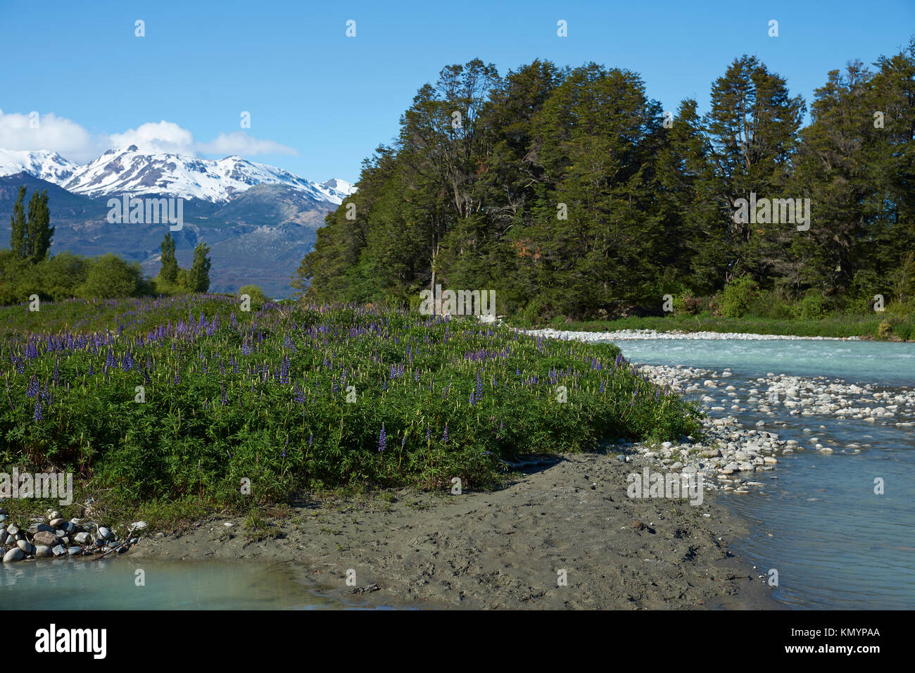 Spring in Patagonia. Lupins flowering on the banks of the Rio el Canal along the Carretera Austral in southern Chile. Stock Photo