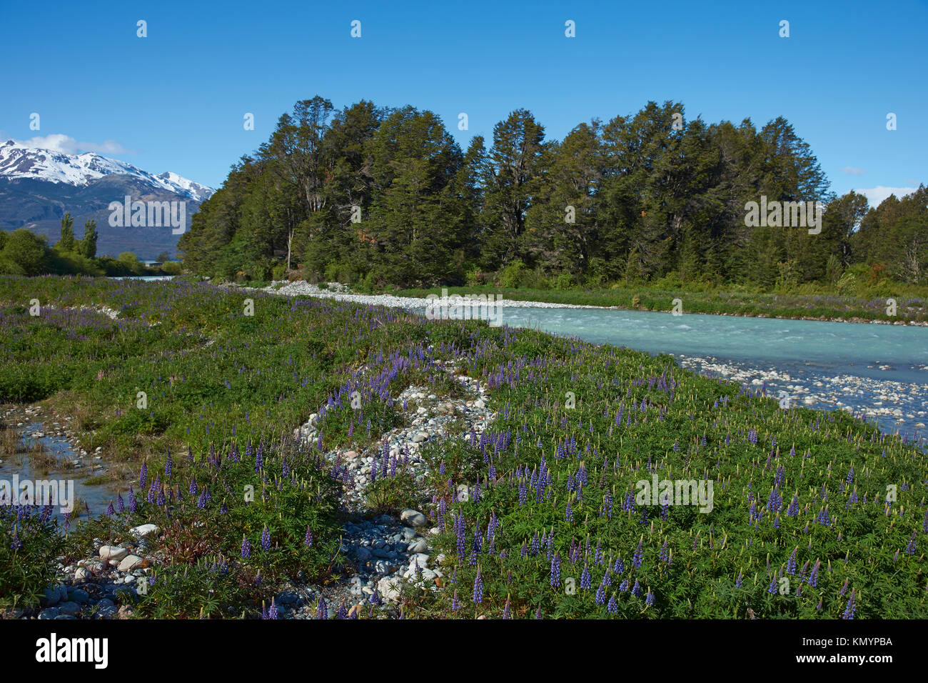 Spring in Patagonia. Lupins flowering on the banks of the Rio el Canal along the Carretera Austral in southern Chile. Stock Photo