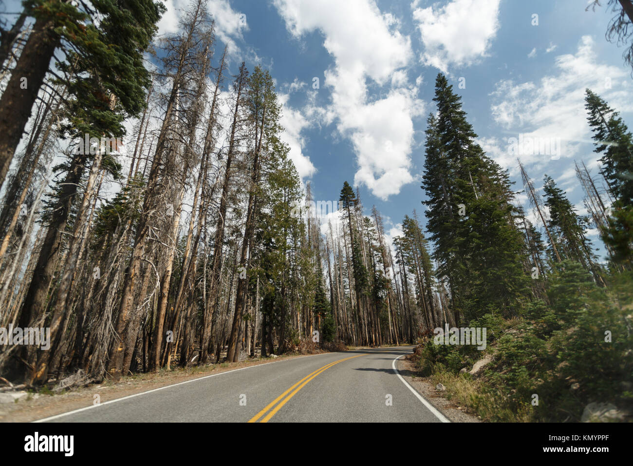Park road curves into pine forest area ravaged fire in Lassen Volcanic National Park Stock Photo