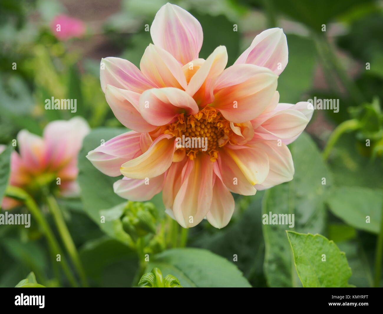 Full bloom Dahlia pink. Garden flower. Floriculture. Close-up. Stock Photo