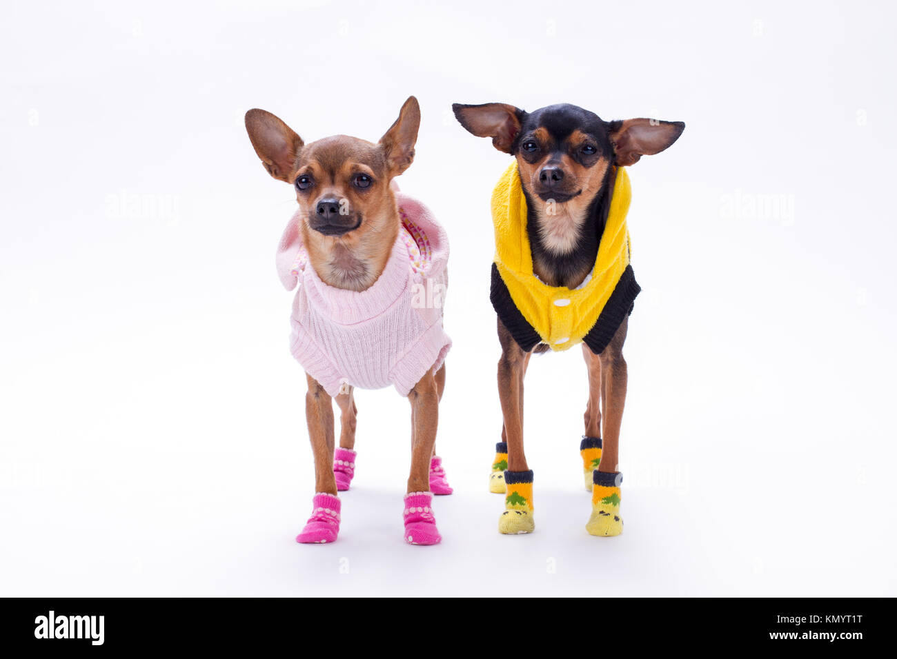Russian toy terrier and chihuahua Stock Photo Alamy