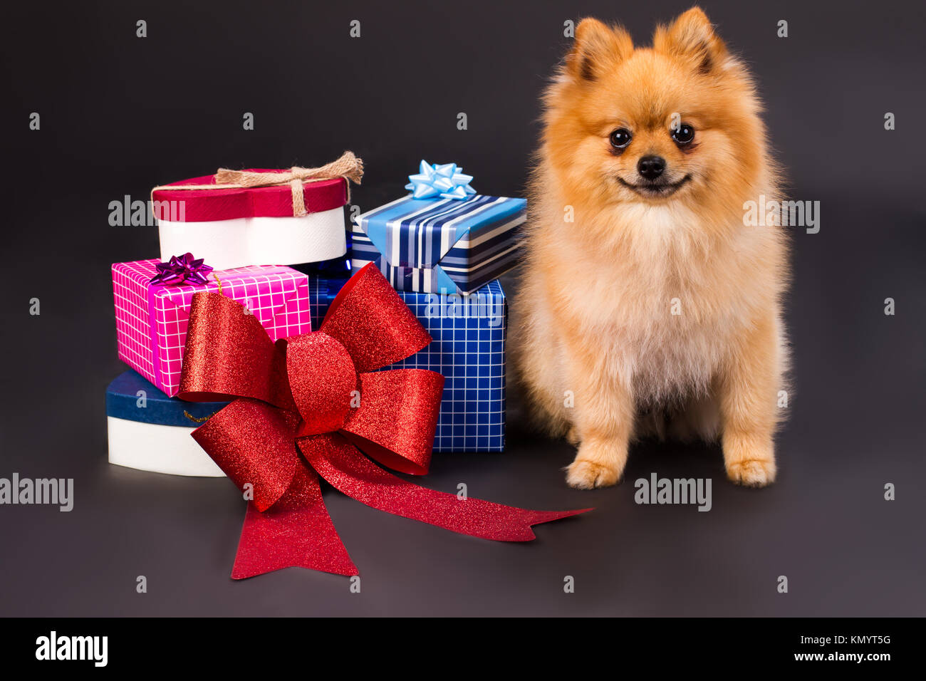 Portrait of spitz with gift boxes. Stock Photo