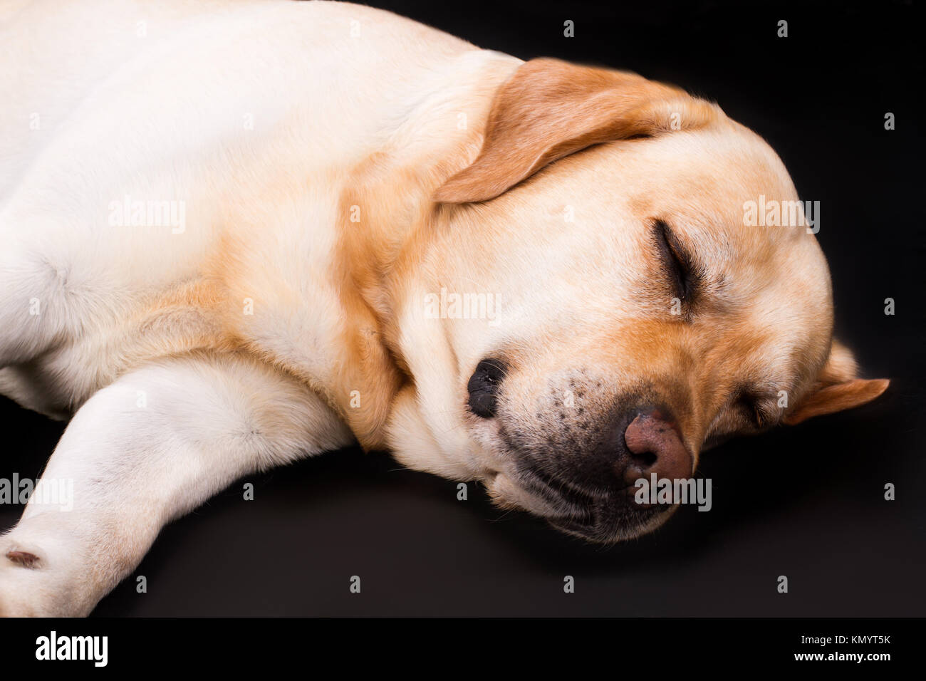 Cute yellow sleeping labrador, studio portrait. Stock Photo