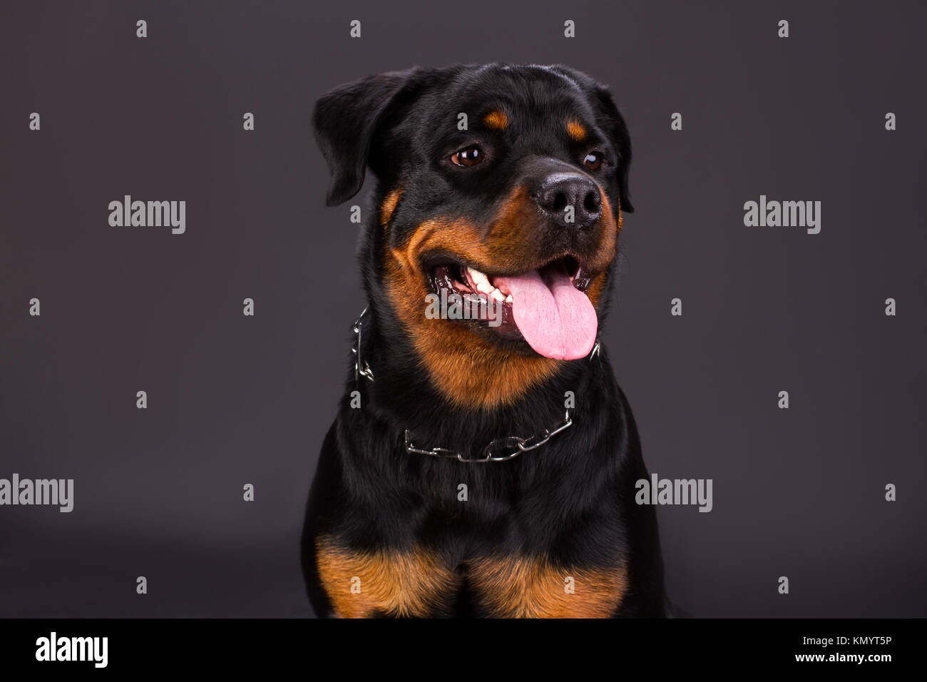 Portrait of cute rottweiler dog Stock Photo - Alamy