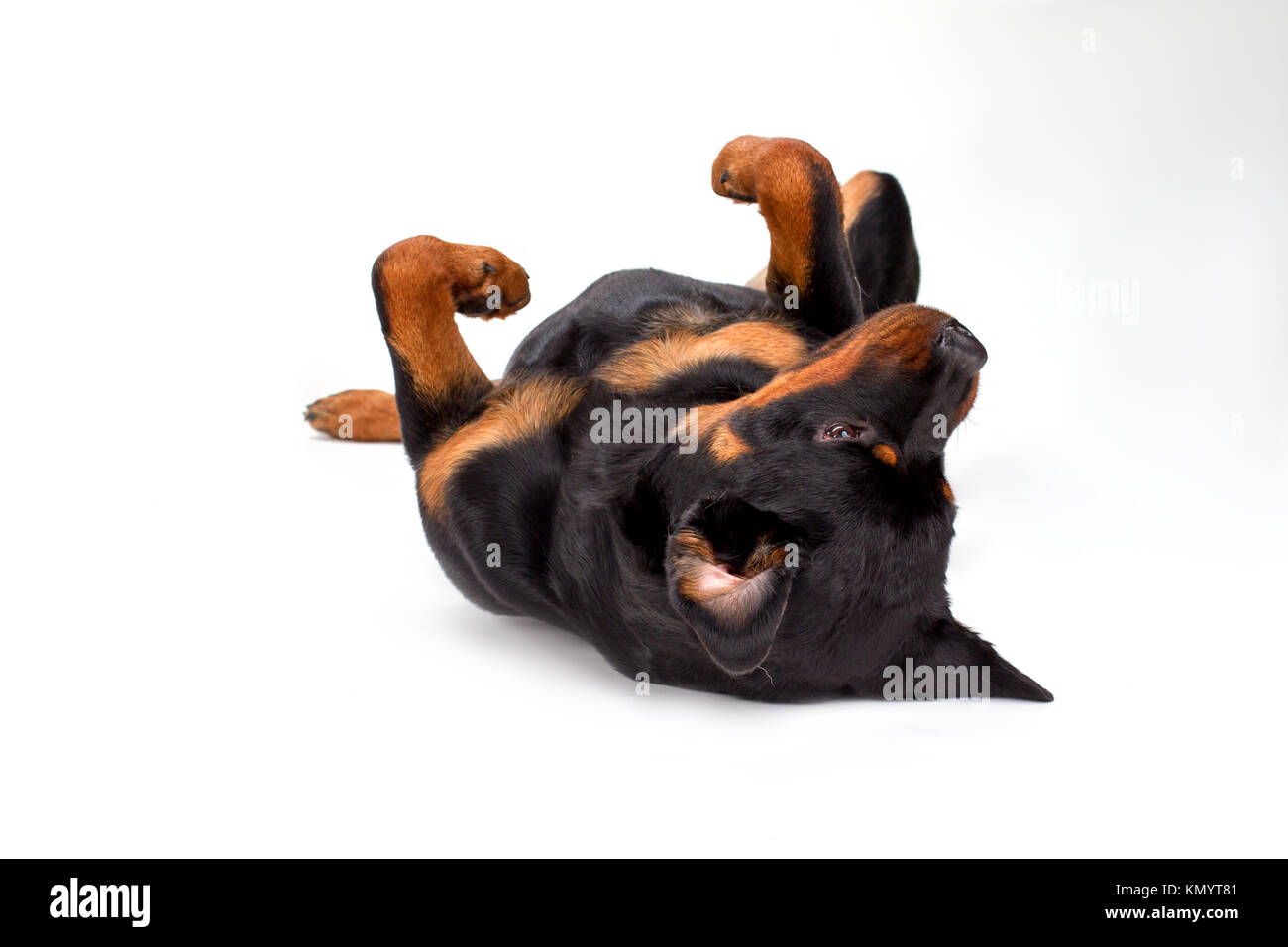 Young rottweiler having fun, white background Stock Photo - Alamy