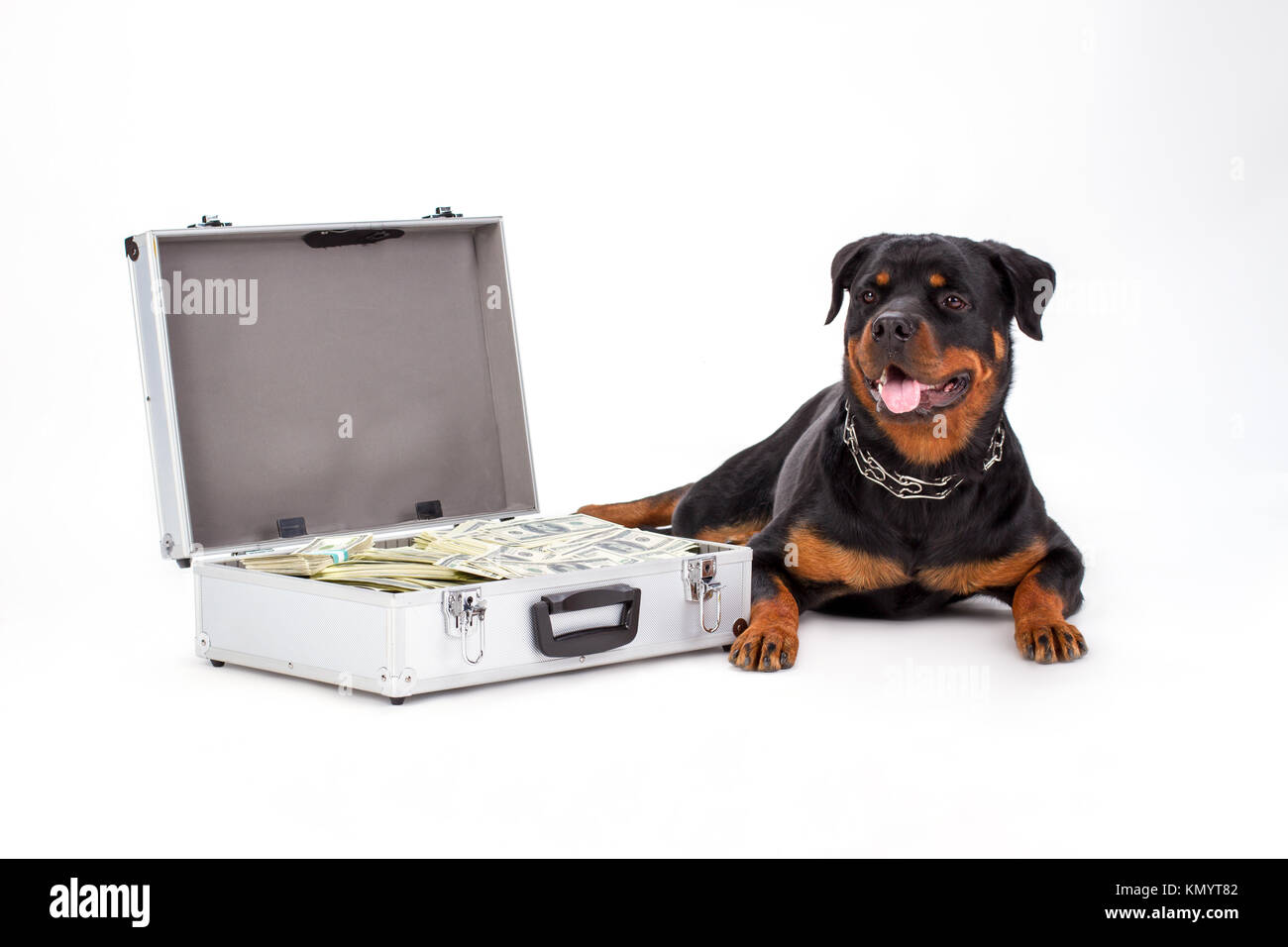 Suitcase full of money and large dog. Stock Photo