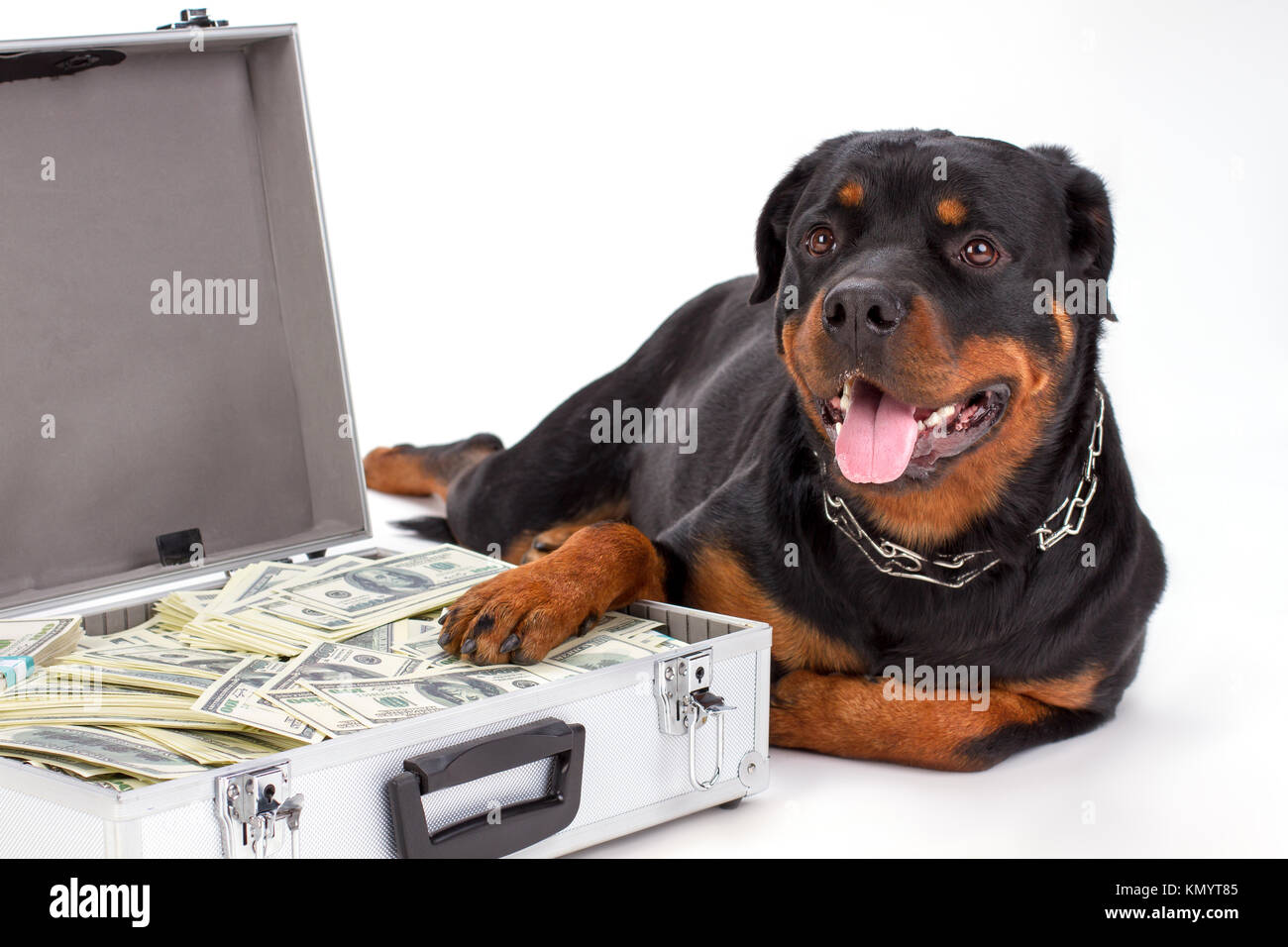 Close up portrait of rottweiler with suitcase of money Stock Photo - Alamy
