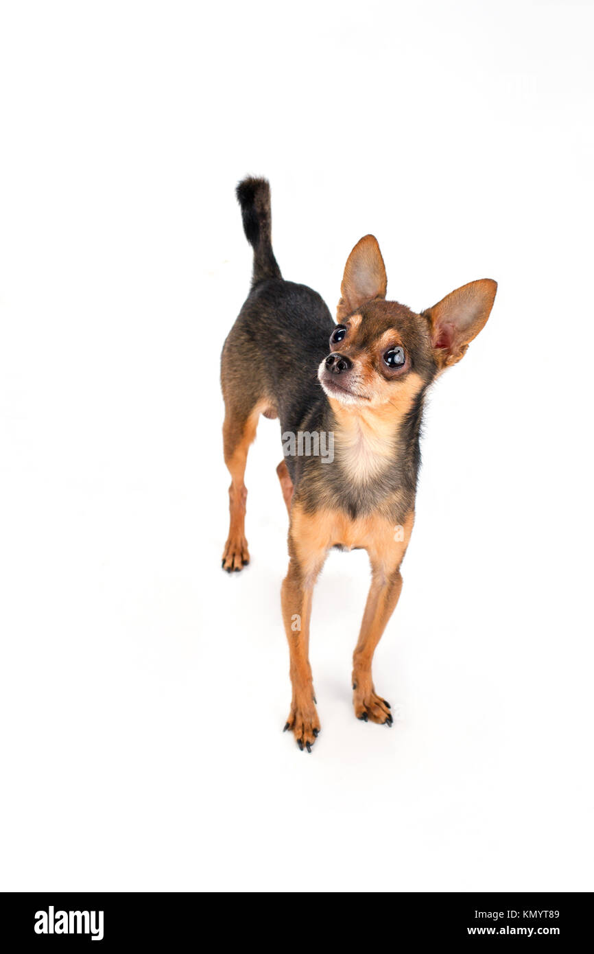 Charming sleekhaired russian toyterrier Stock Photo Alamy