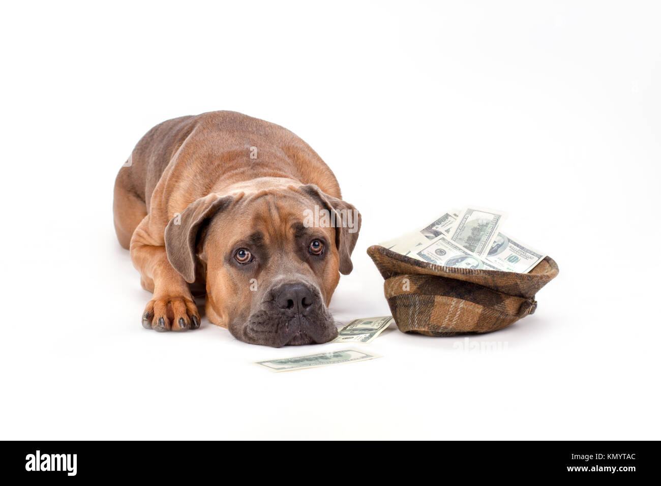 Cane corso with hat of money Stock Photo Alamy
