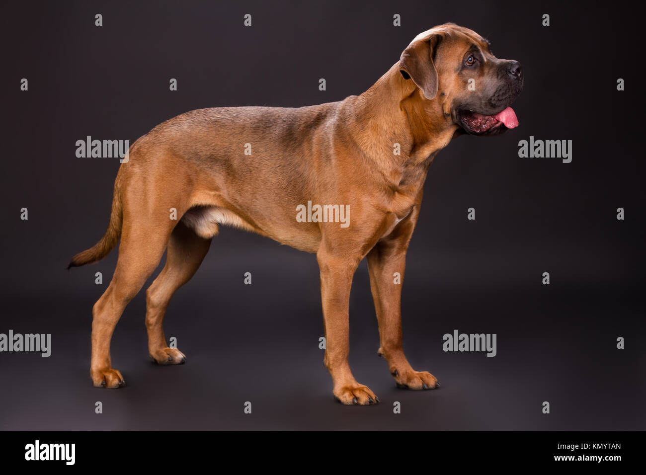 Powerful and dangerous pedigreed dog. Stock Photo