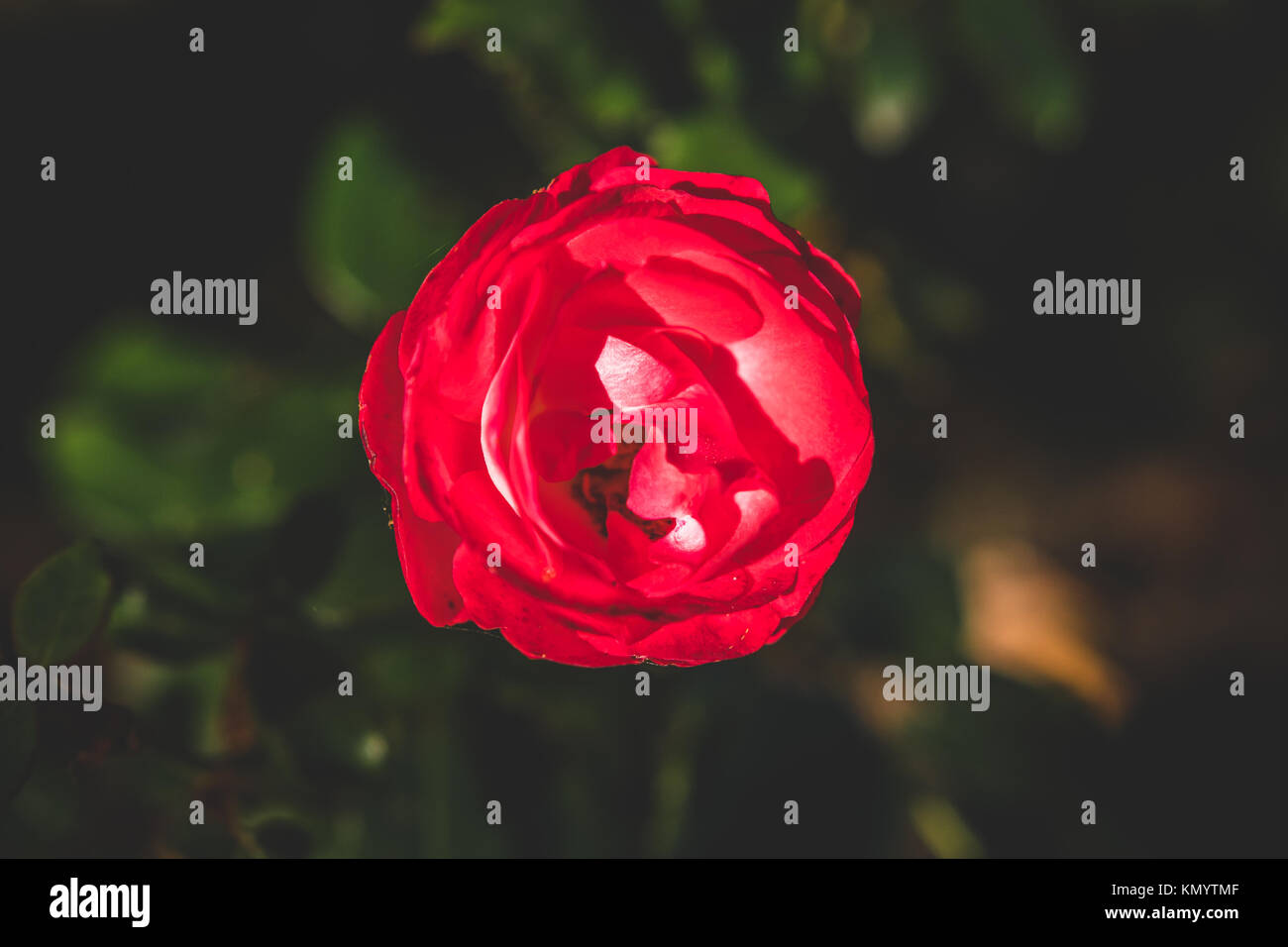 Red Rose at Autumn time Stock Photo - Alamy