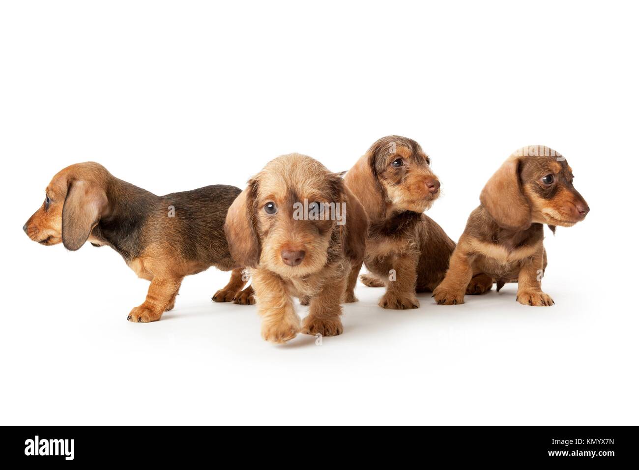 Four wire-haired dachshund puppies on white background Stock Photo - Alamy