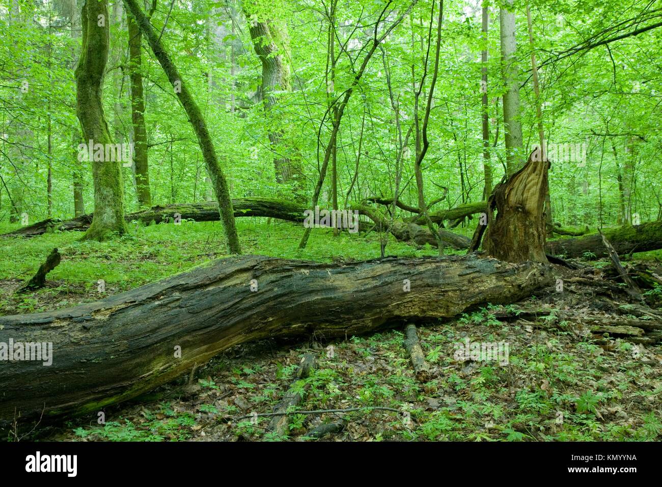 Natural deciduous stand with dead tree and young hornbeam trees in ...