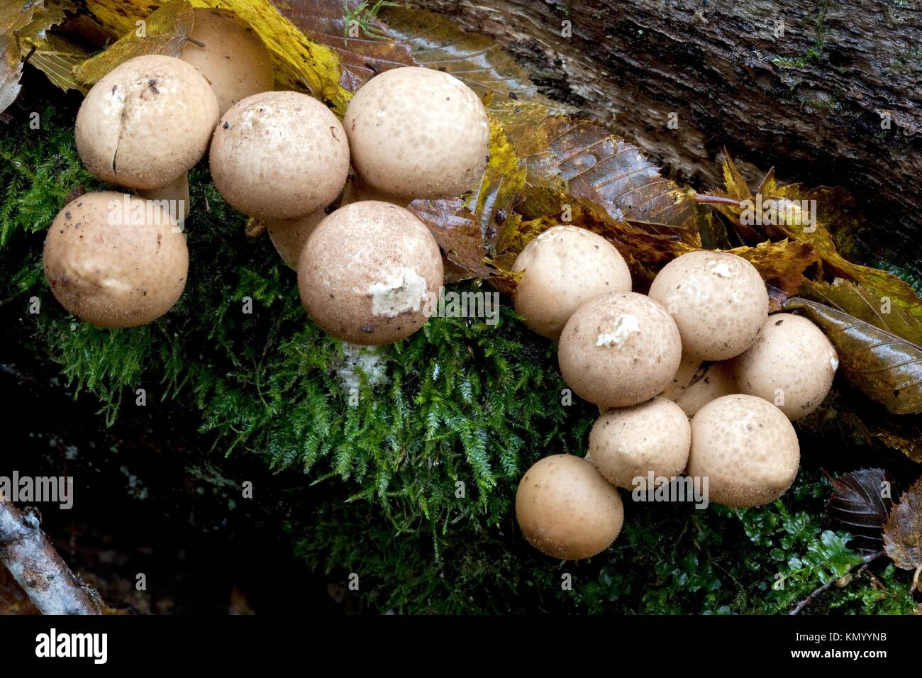 Bunch of autumnal puffball Basidiomycetes Div. fungus close up Stock Photo