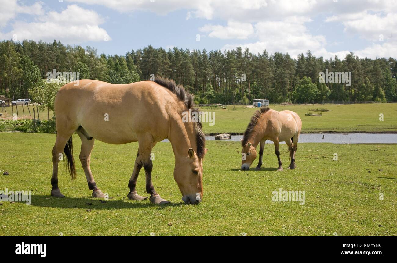 Przewalski Horse Equus ferus przewalskii captive breeding, Kadzidlowo, Poland Stock Photo