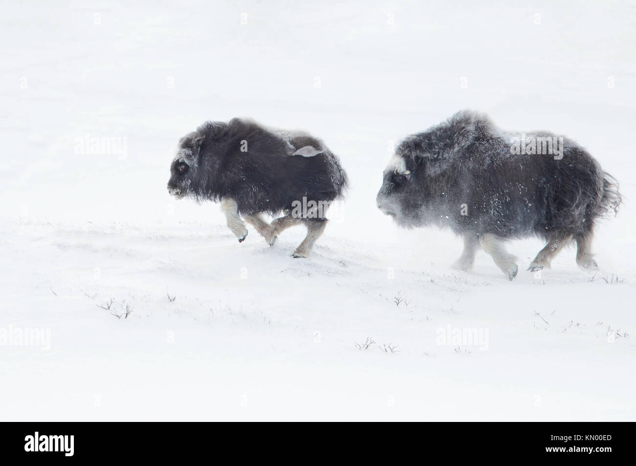 Musk Ox cubs chasing each other in winter in the mountains of Dovrefjell in Norway. Stock Photo