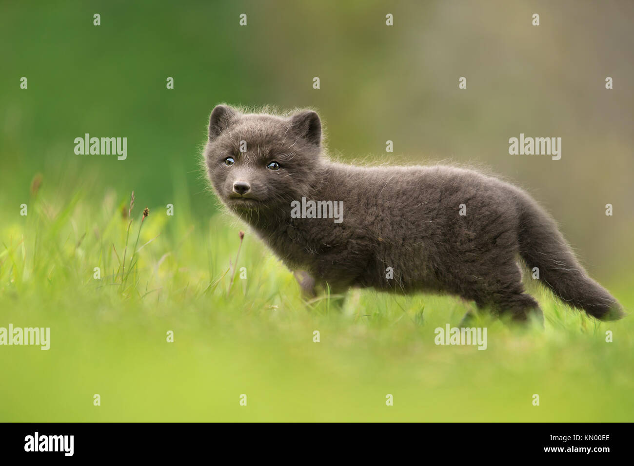 Very cute blue morph arctic fox cub standing alone in the meadow in summer in Hornstrandir Nature reserve, Iceland Stock Photo