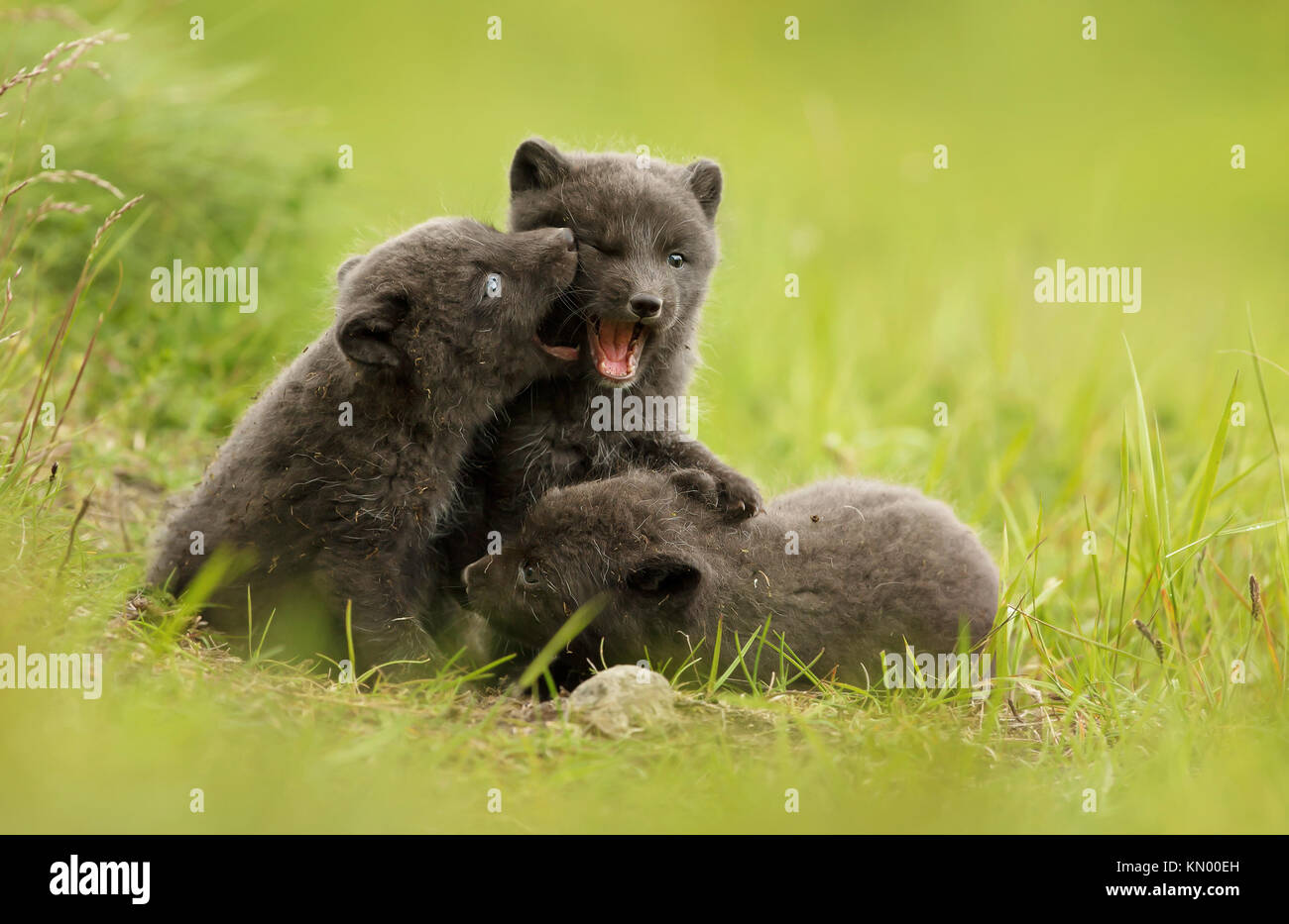 Three cute brown (blue morph) arctic fox cubs play fighting with each other in the meadow during summer in Iceland Stock Photo