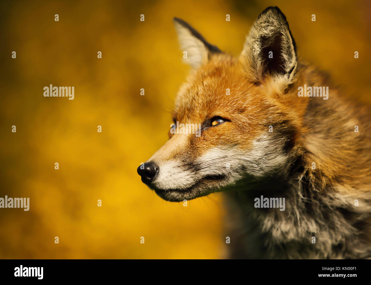 Isolated close up of an adult red fox portrait against colorful background, UK Stock Photo