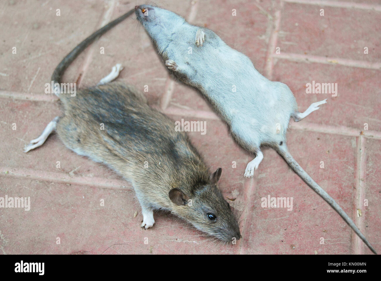 Dead gray rats lie on the road tile. Destruction of parasites Stock