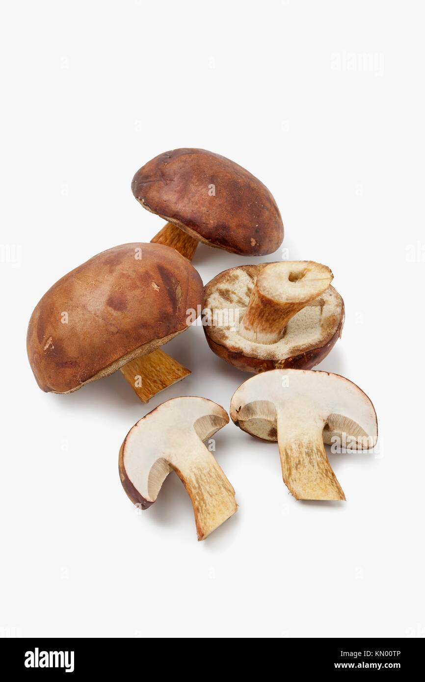 Fresh Bay Bolete mushrooms on white background Stock Photo - Alamy