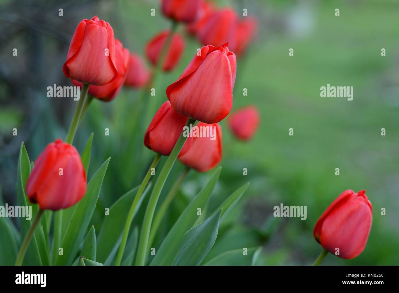 Red tulips (lat.: Tulipa gesneriana), the Didier's tulip or garden tulip in a garden Stock Photo