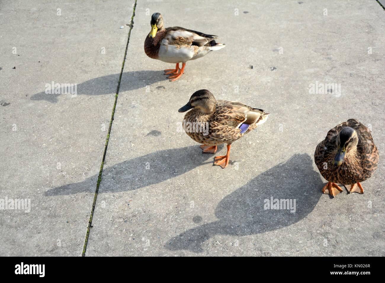 Three wild ducks (mallards) standing on concrete slab Stock Photo