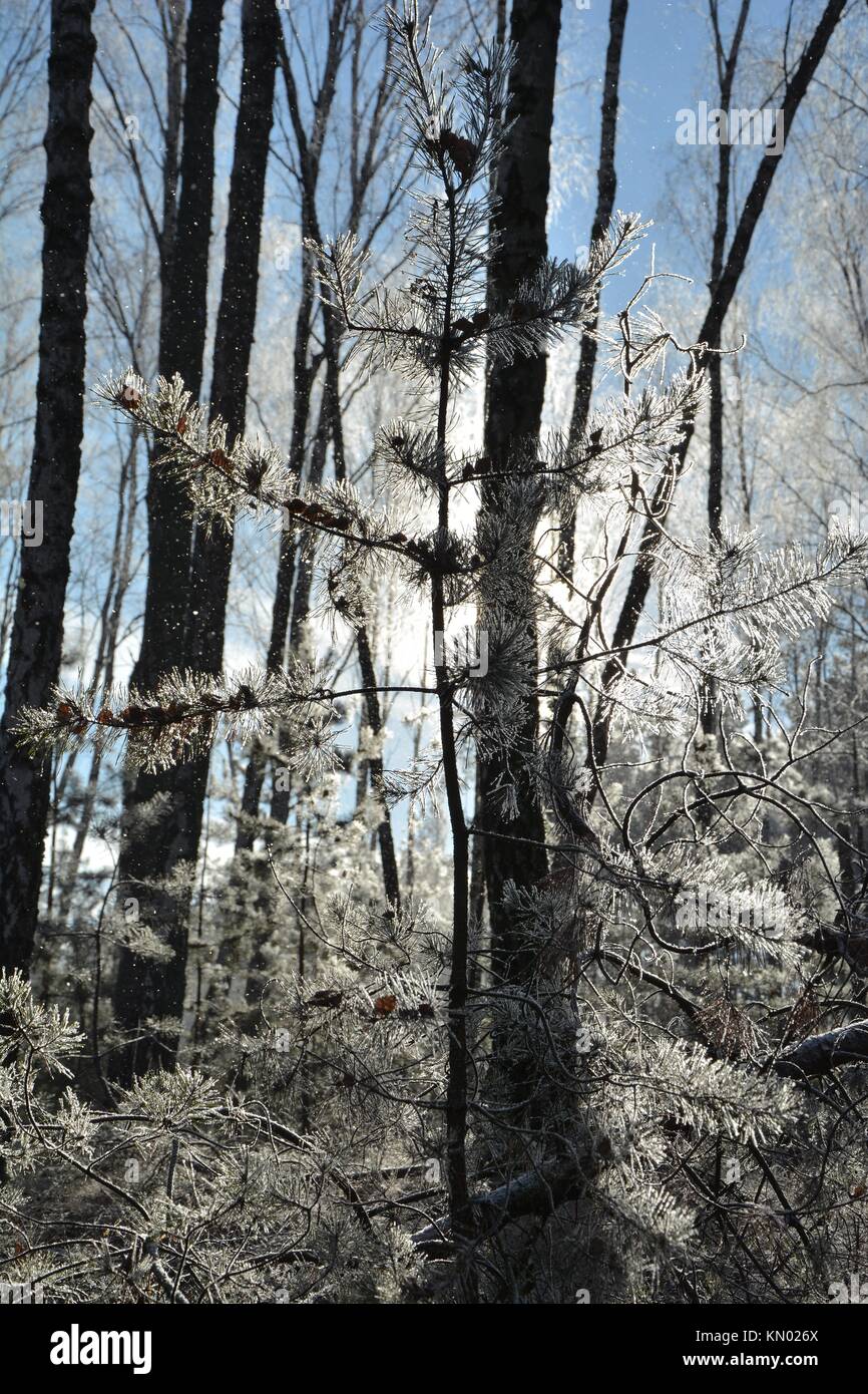 Young pine tree covered with frost and snow in a forest Stock Photo - Alamy