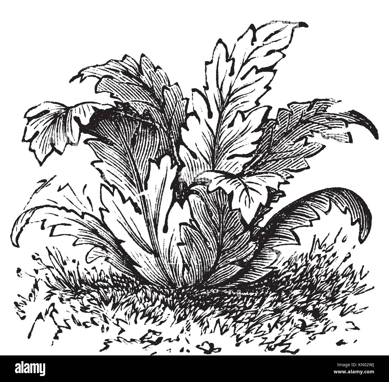 Bear´s breeches or Acanthus mollis plant vintage engraving Old engraved