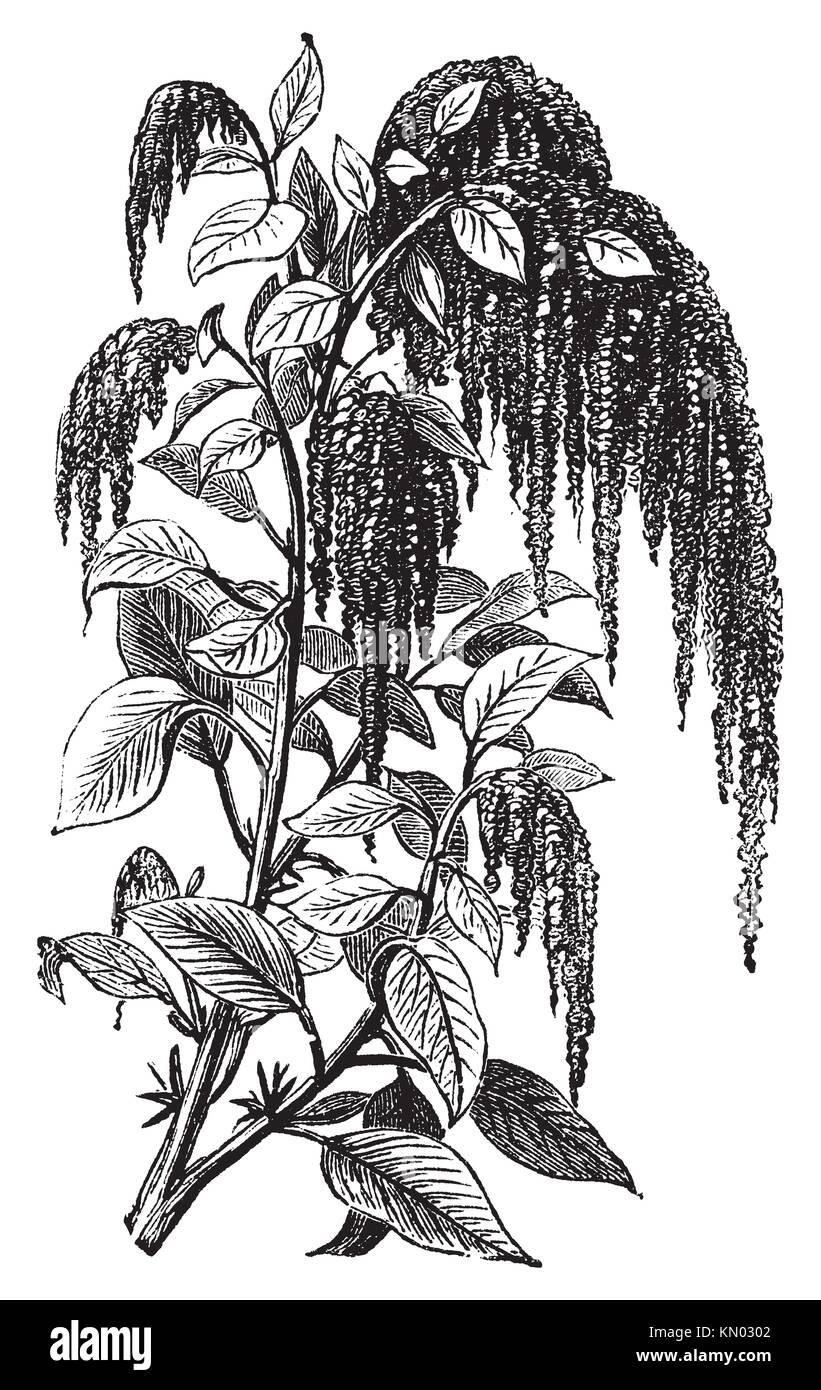 Foxtail amaranth, love-lies-bleeding, pendant amaranth, tassel flower