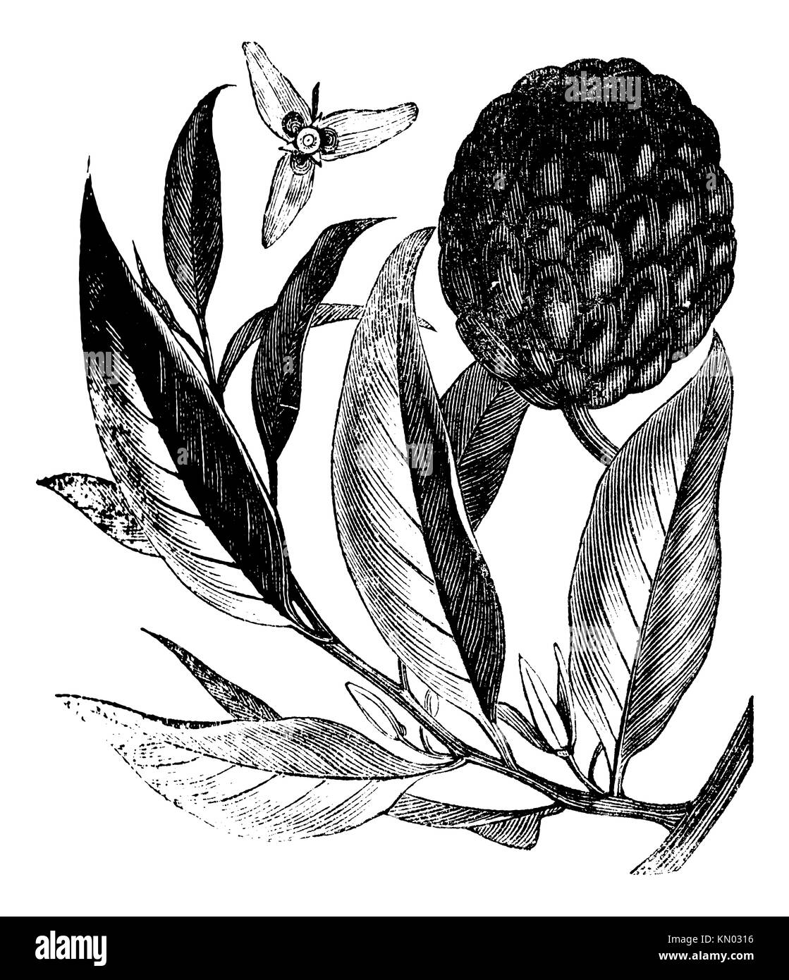 Annona reticulata or custard-apple vintage engraving Stock Photo