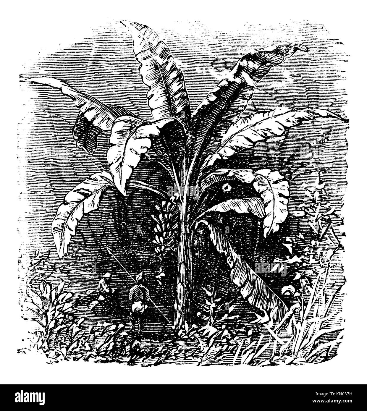 Banana tree or Musa acuminata, Musa balbisiana , vintage engraving  Old engraved illustration of a Banana plant showing fruit and inflorescence Stock Photo