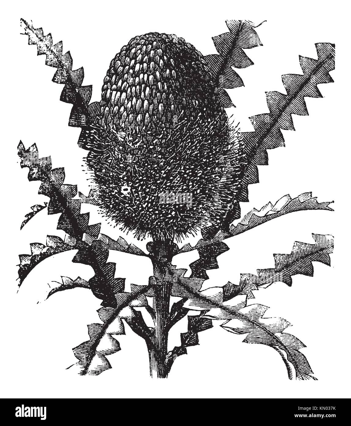 Showy Banksia or Banksia speciosa, vintage engraving  Old engraved illustration of a Showy Banksia Stock Photo