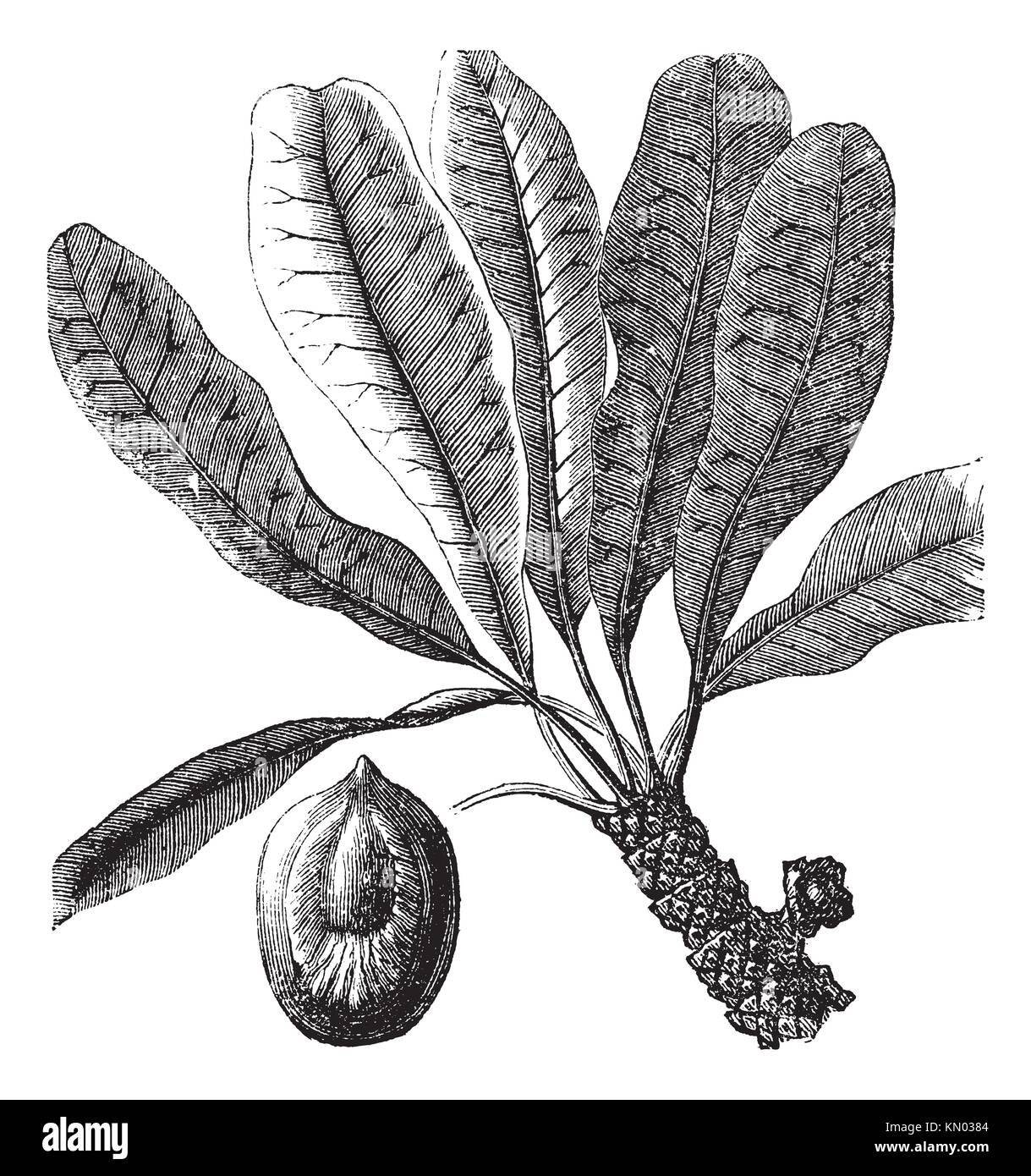 Bassia or Bassia sp , vintage engraving  Old engraved illustration of a Bassia plant showing seed lower left Stock Photo