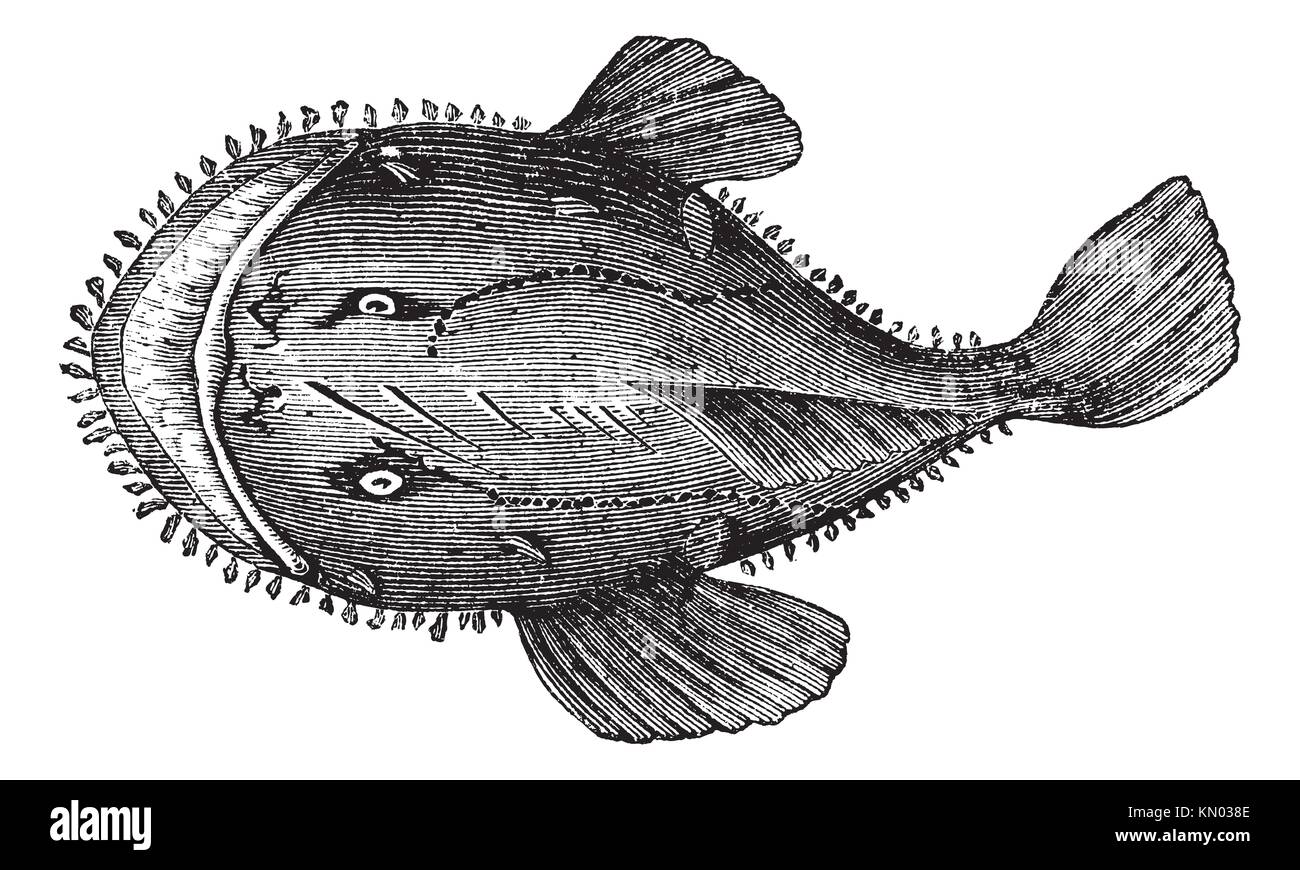 The American anglerfish, Goosefish, All-mouth, Fishing frog or Lophius americanus  Vintage engraving  Old engraved illustration of an American Stock Photo