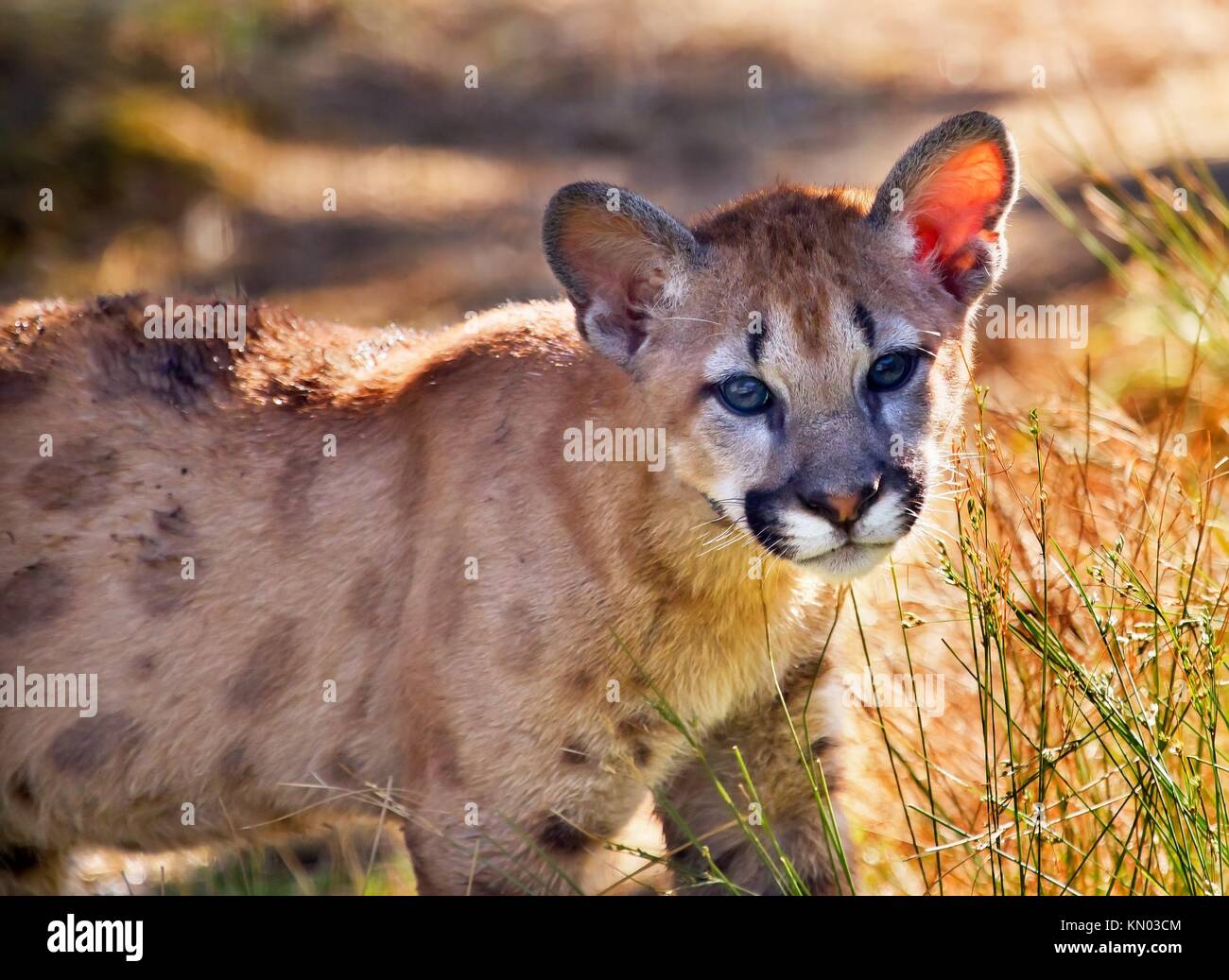 Young Mountain Lion Kitten, Cougar, Puma Concolor Predator, on Rocky  Mountain Stock Photo - Alamy
