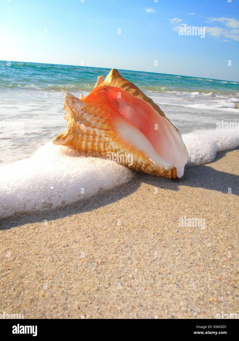 conch shell on Florida USA beach Stock Photo Alamy