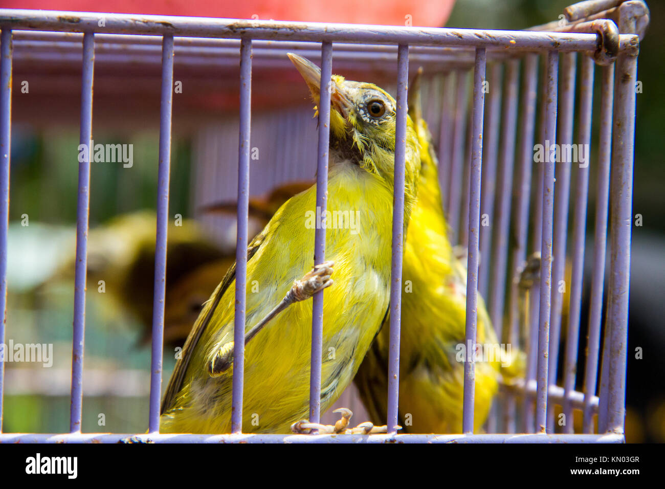 Bird clinging to bars of cage at bird market, Java, Indonesia Stock Photo