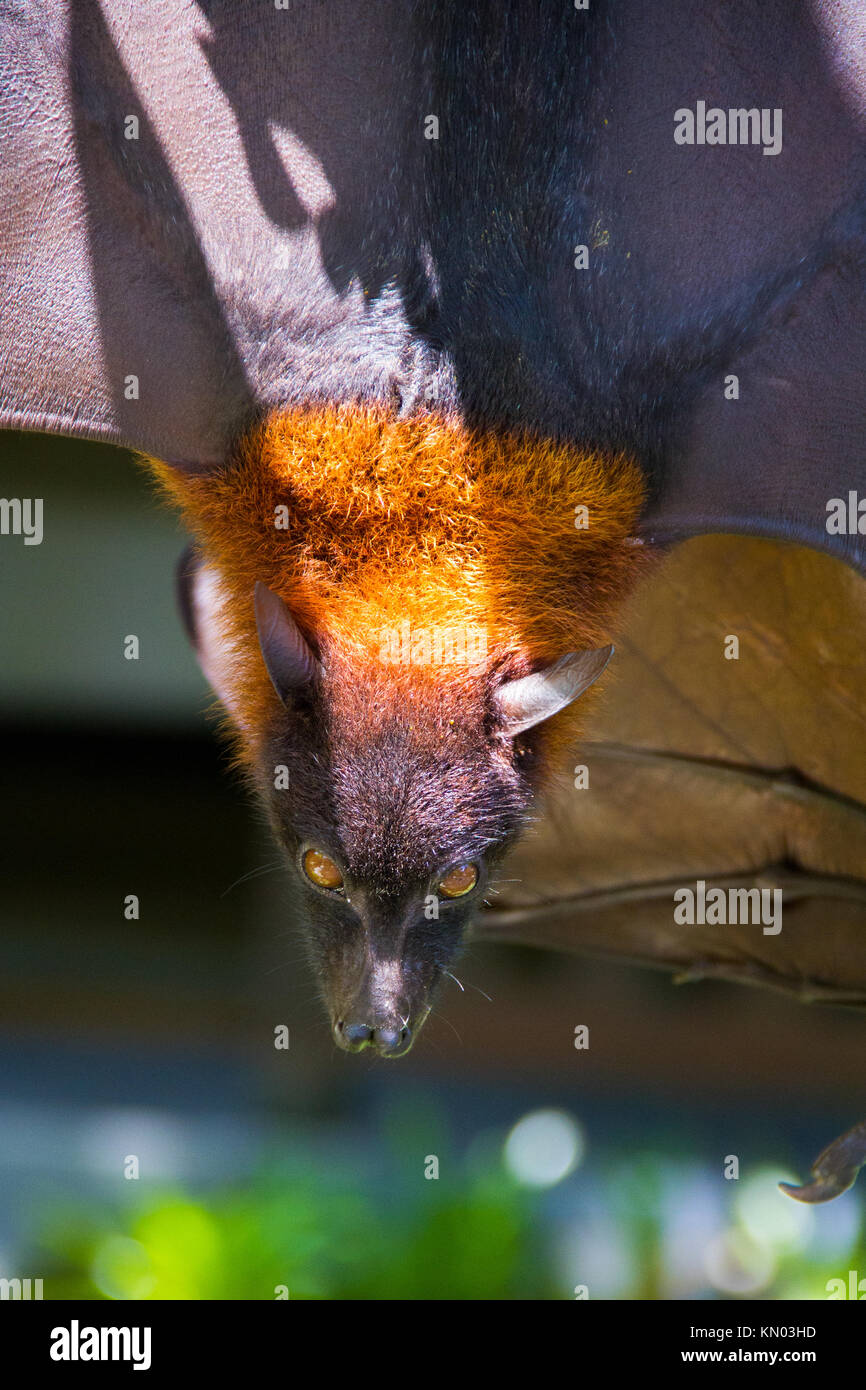 Fruit Bat hanging from tree, Java, Indonesia Stock Photo - Alamy