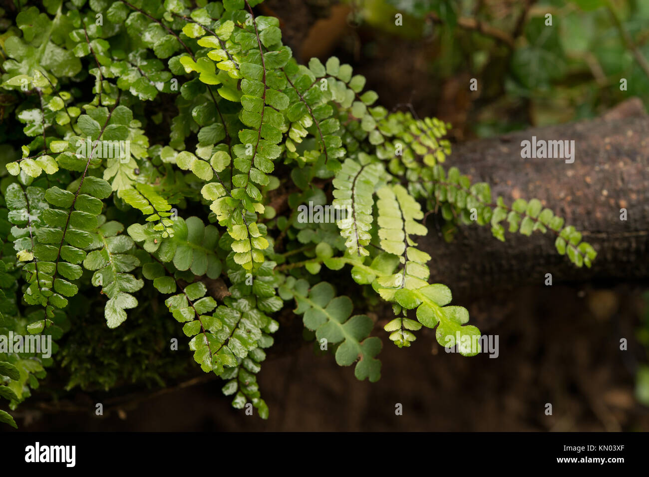 Green spleenwort, Asplenium viride, Aspleniaceae, Jenne, Aniene River Valley, Lazio, Italy, Europe Stock Photo