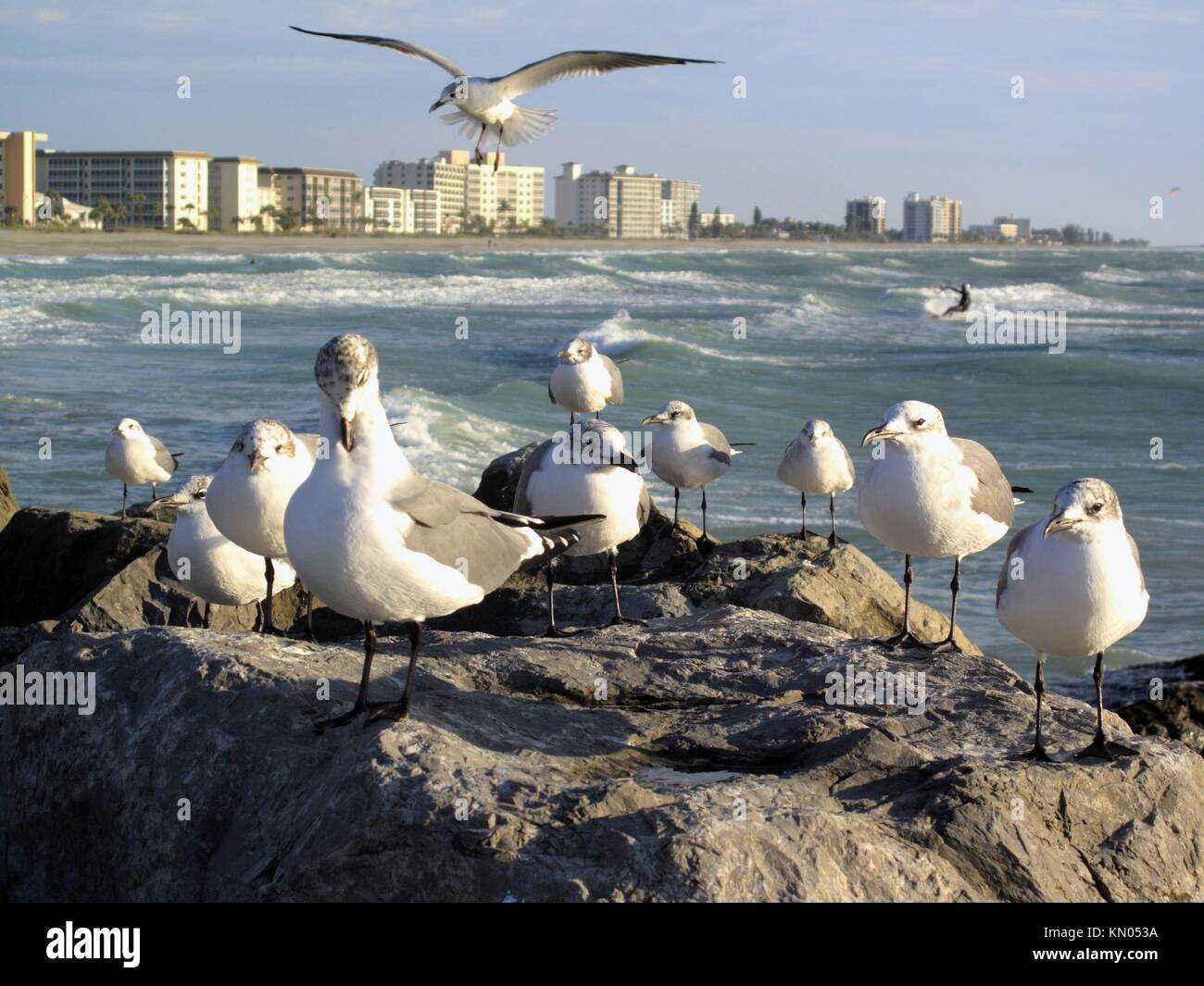 the south jetty at Venice Florida usa showing venice beach and gulls on the rocks Stock Photo
