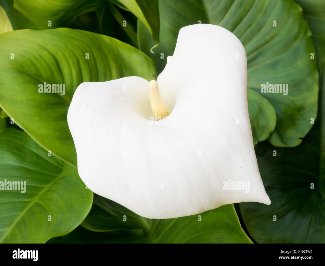 Arum Lily Plant ( Zantedeschia aethiopica ) in Flower Stock Photo