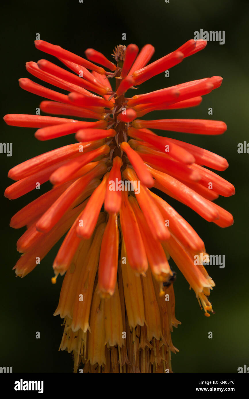 Red Hot Poker, Torch Lily, Tritoma Stock Photo