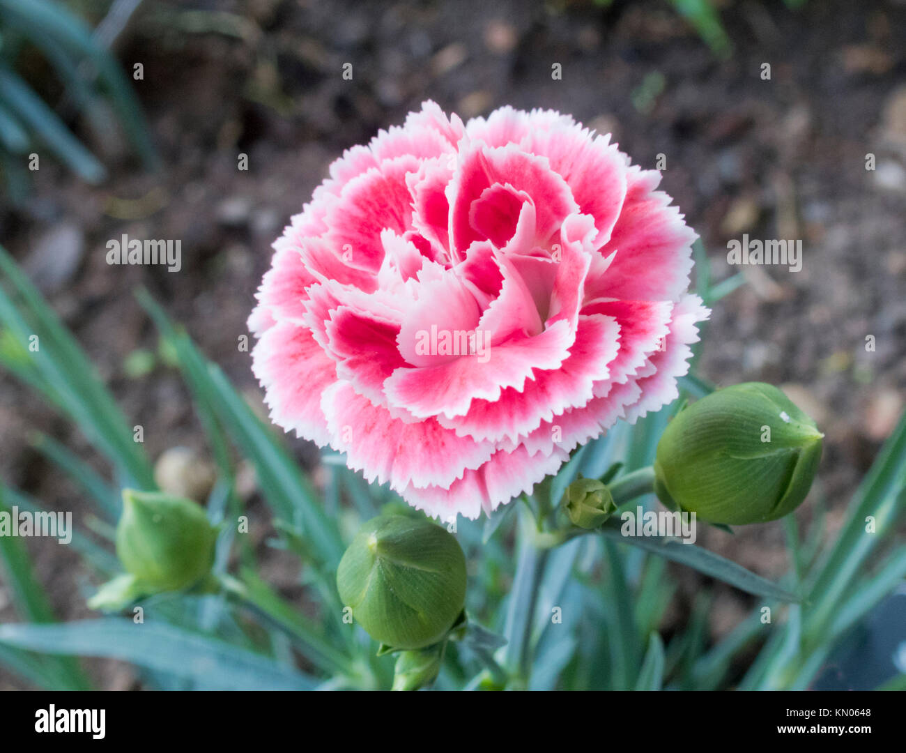 Dianthus Pinks 'Coral Reef' Plant in Flower During Summer Stock Photo